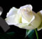 Moños de luto con una rosa blanca